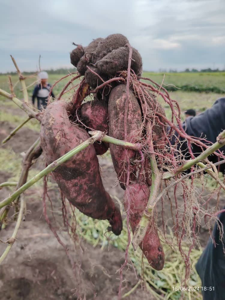 japanese sweet potato bunch