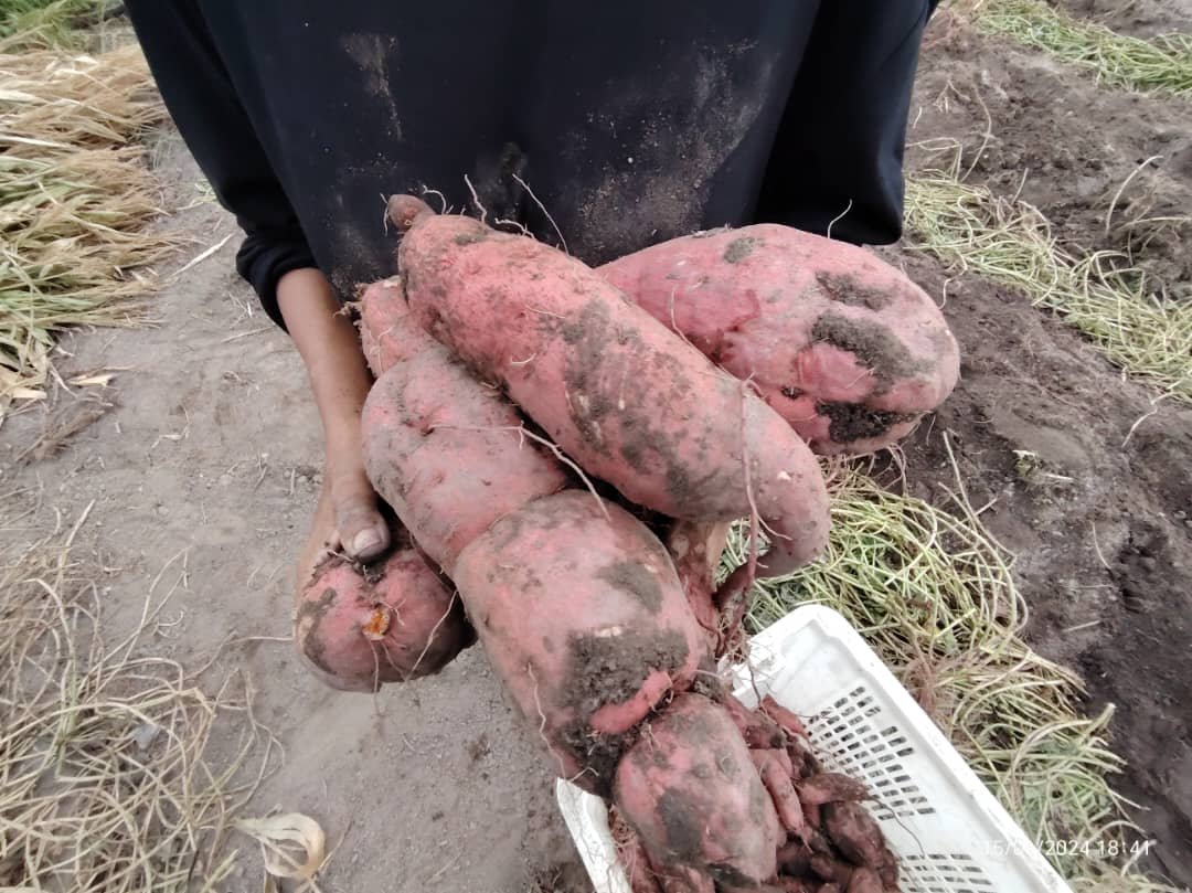 japanese sweet potato in malaysia