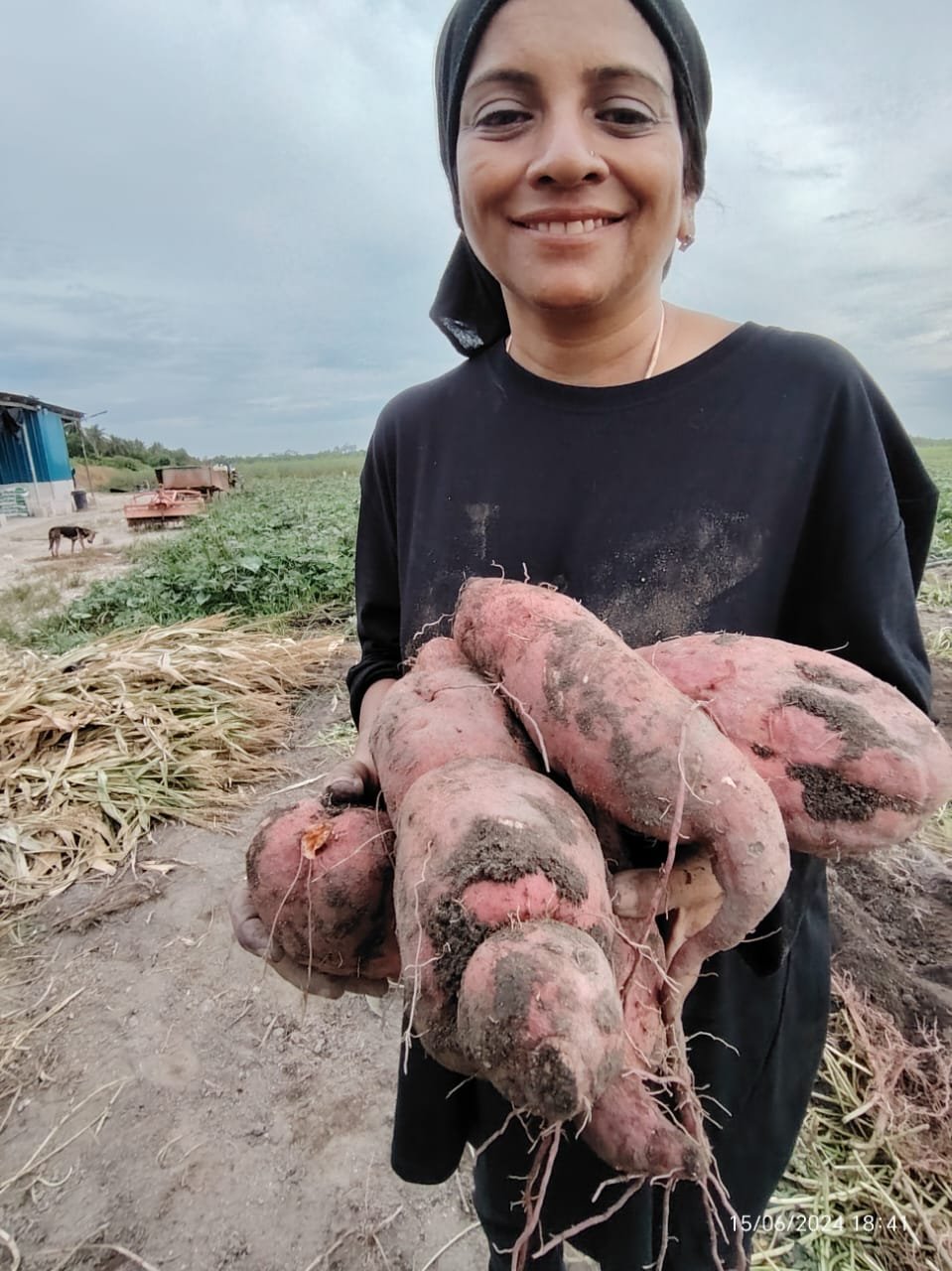 japanese sweet potato